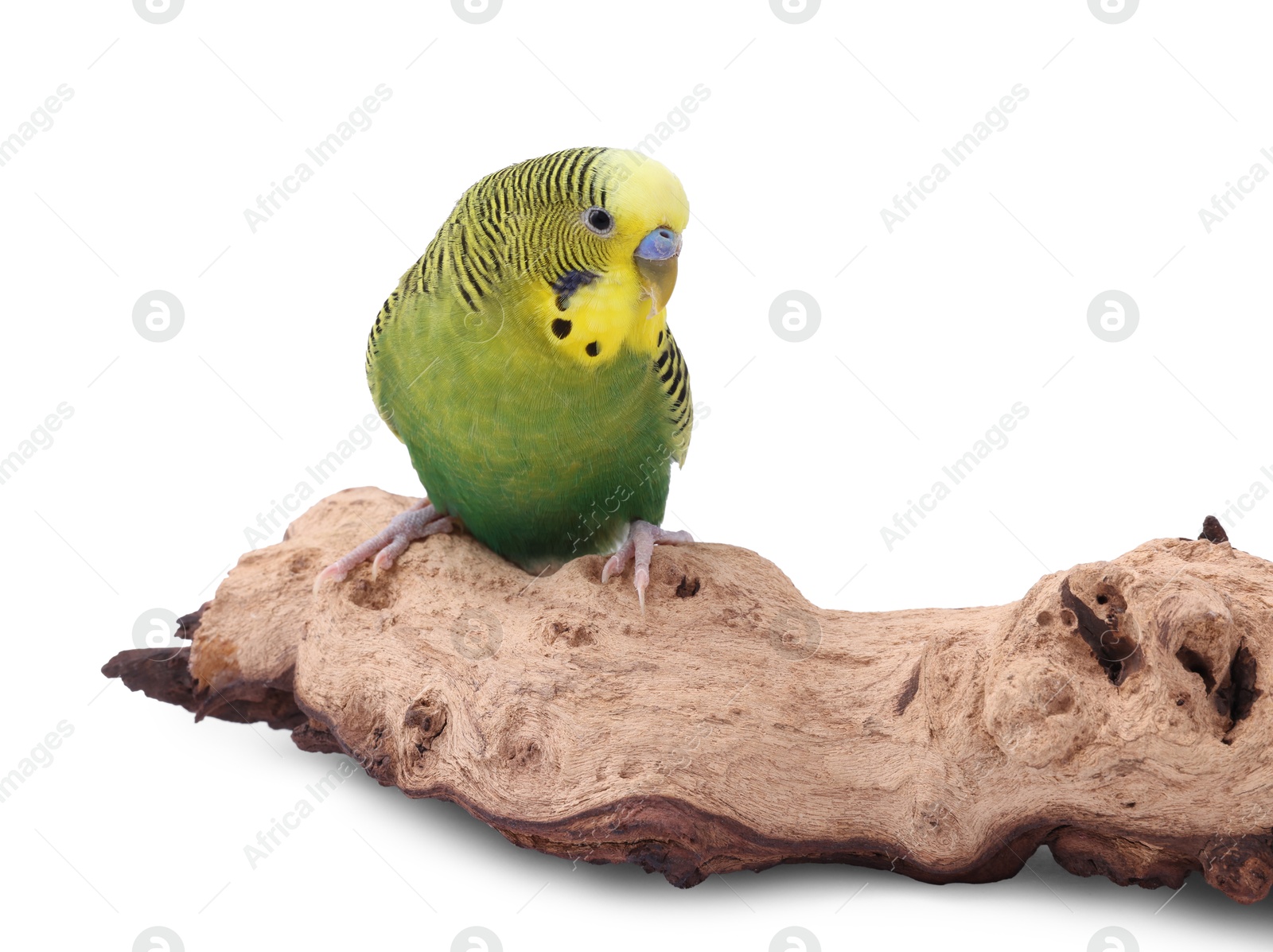 Photo of Bright parrot on wooden snag against white background. Exotic pet