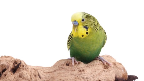 Bright parrot on wooden snag against white background. Exotic pet