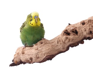 Photo of Bright parrot on wooden snag against white background. Exotic pet