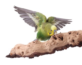 Bright parrot on wooden snag against white background. Exotic pet