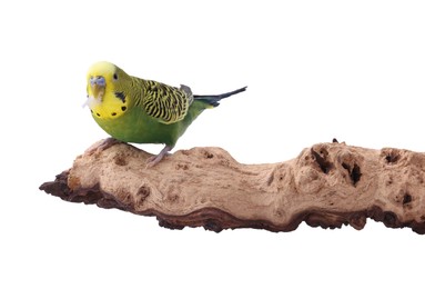 Photo of Bright parrot on wooden snag against white background. Exotic pet