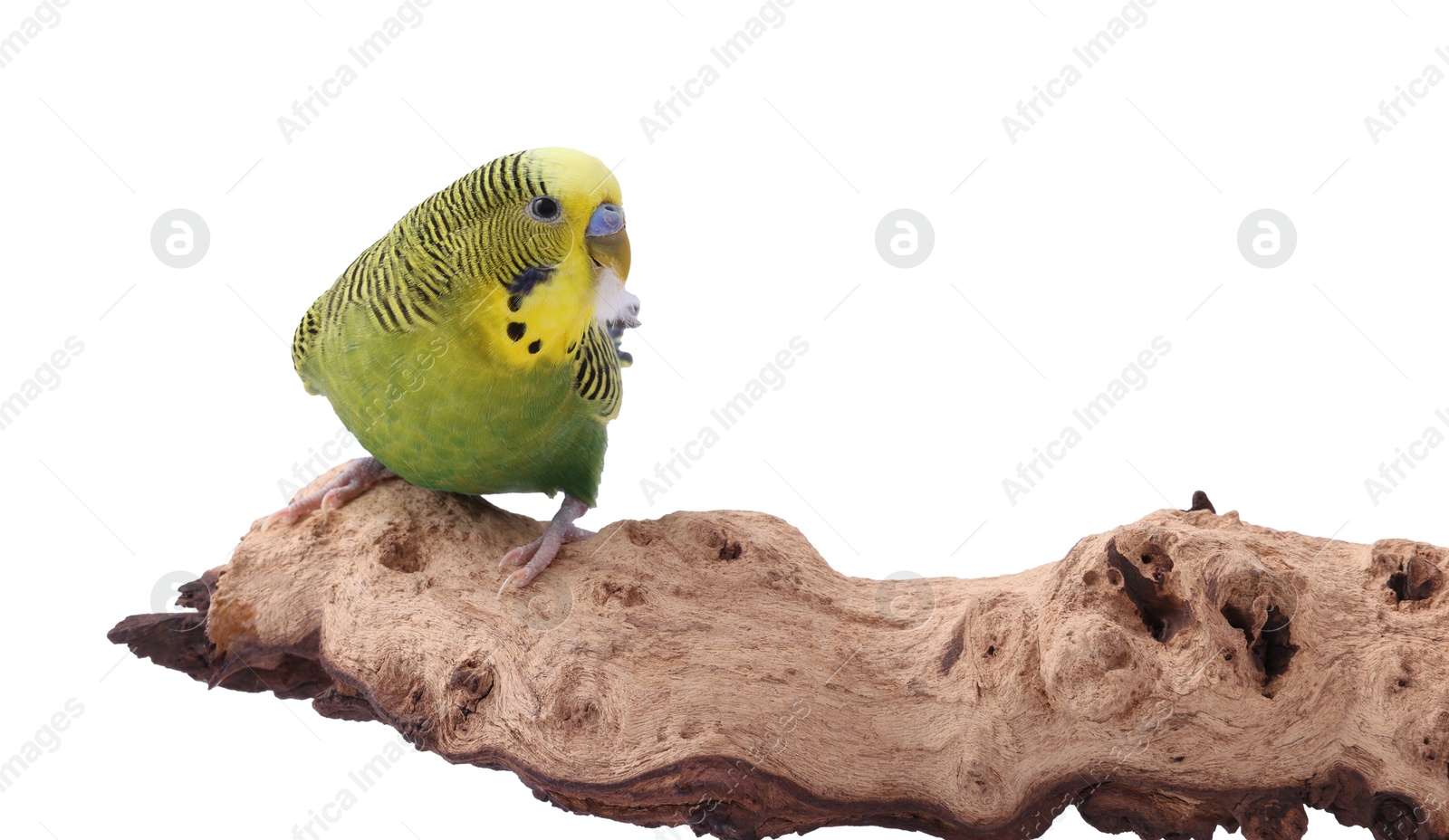 Photo of Bright parrot on wooden snag against white background. Exotic pet