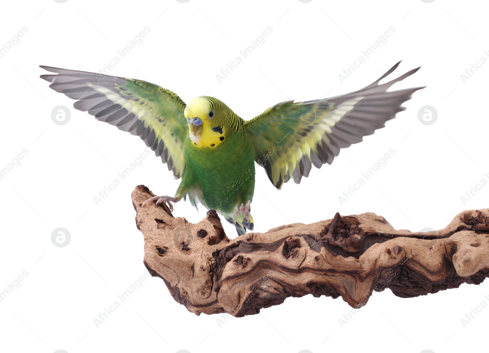 Photo of Bright parrot on wooden snag against white background. Exotic pet