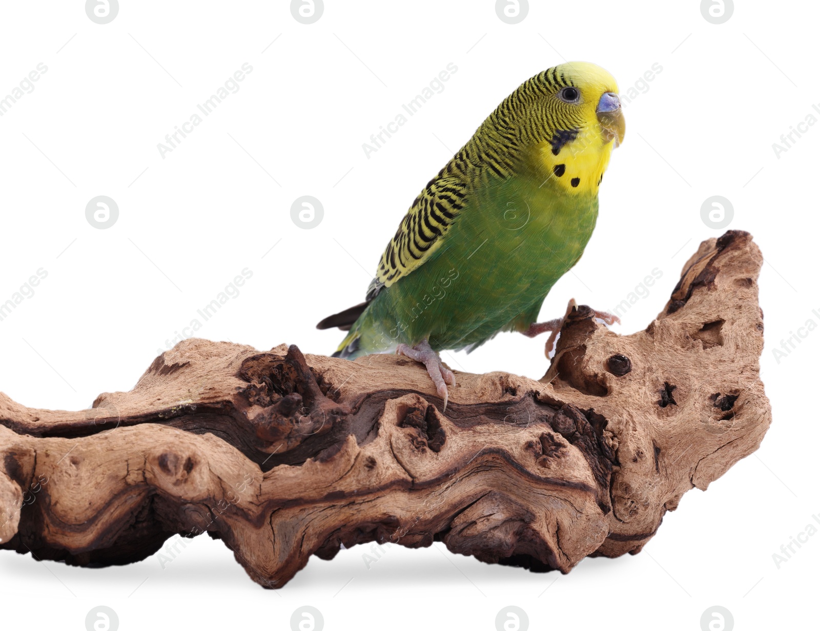 Photo of Bright parrot on wooden snag against white background. Exotic pet