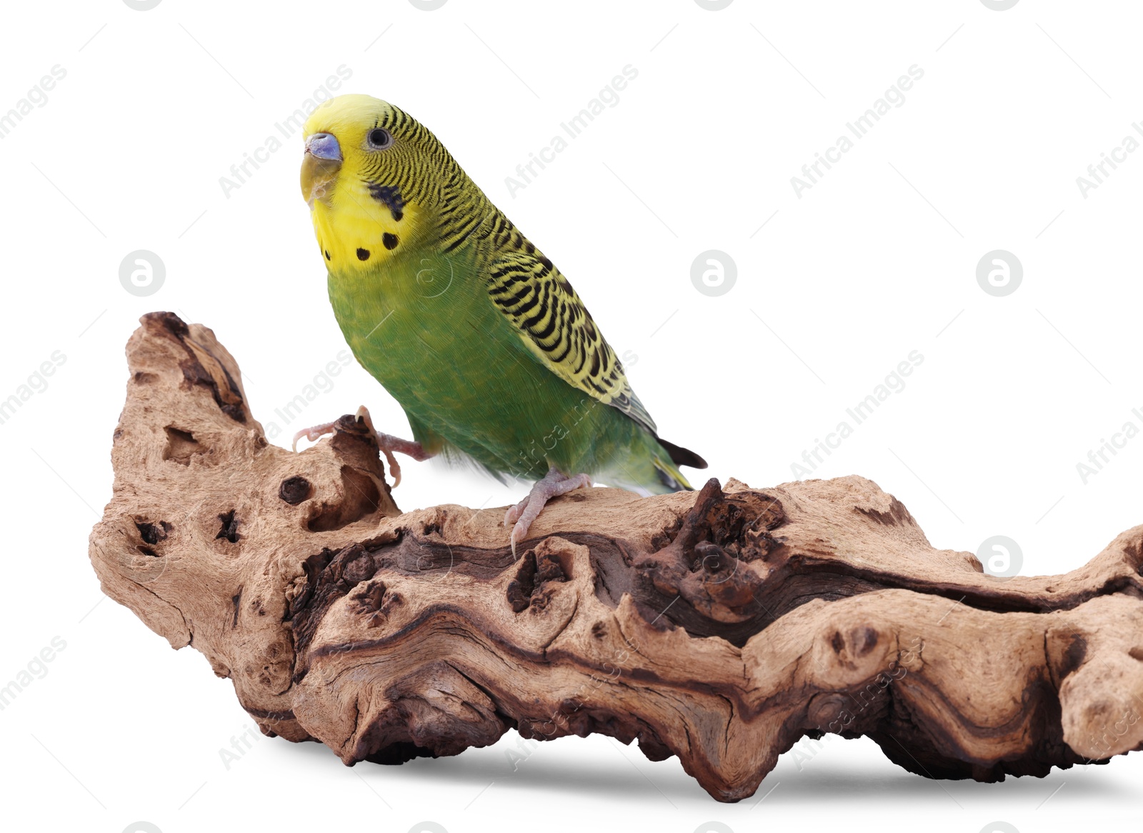 Photo of Bright parrot on wooden snag against white background. Exotic pet