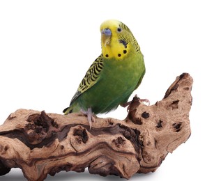 Photo of Bright parrot on wooden snag against white background. Exotic pet