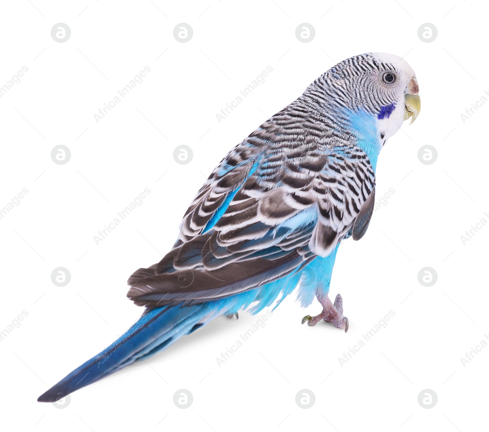 Photo of Beautiful bright parrot on white background. Exotic pet