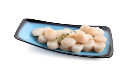 Fresh raw scallops and thyme isolated on white