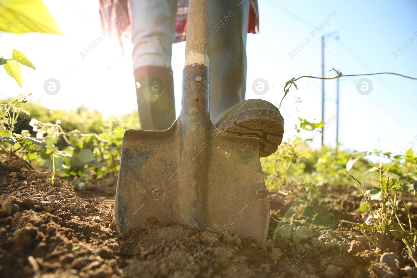 Photo of Farmer digging soil with shovel on sunny day, closeup