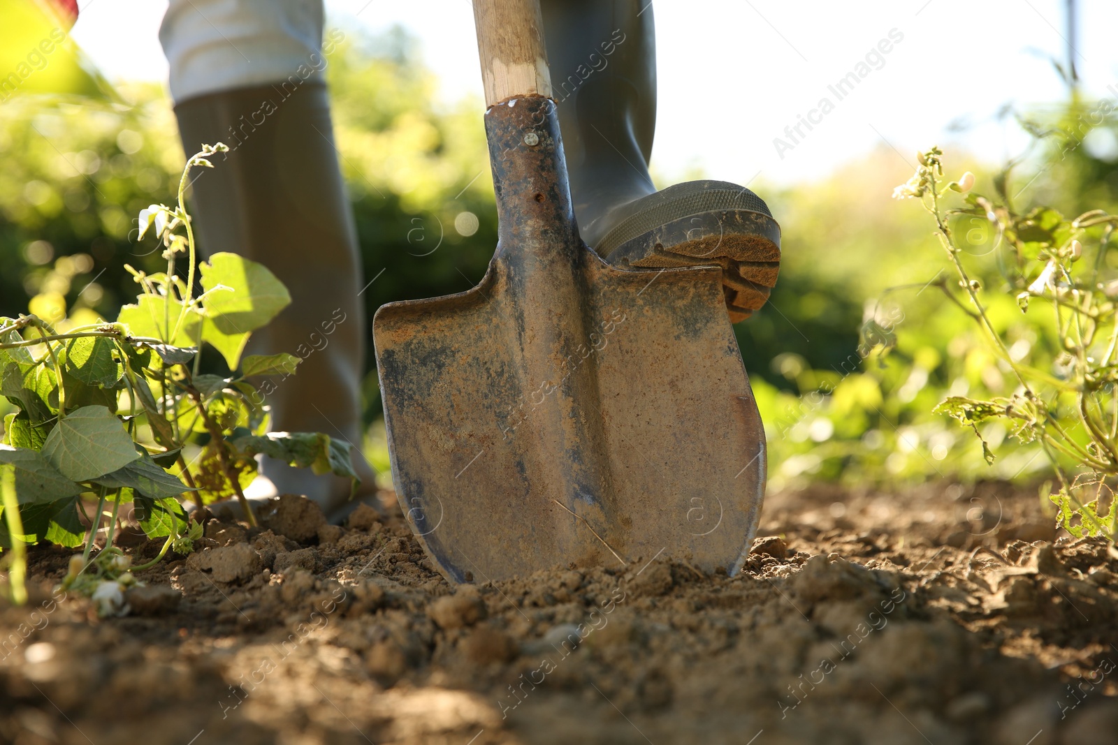 Photo of Farmer digging soil with shovel on sunny day, closeup