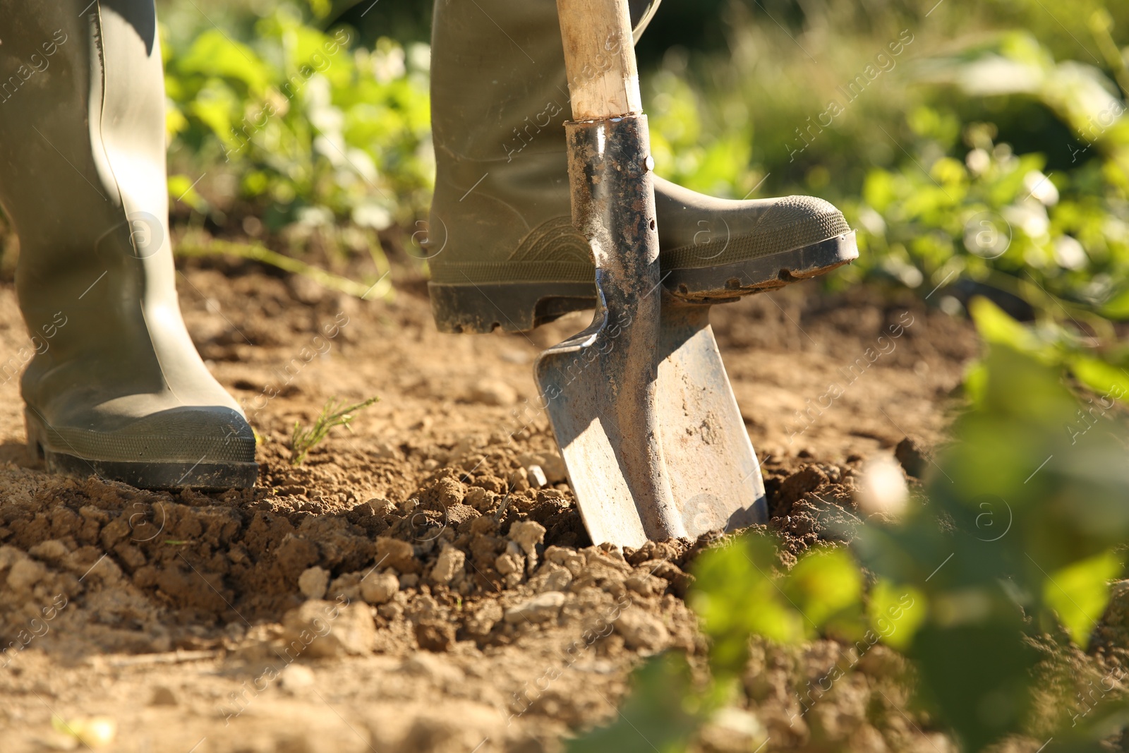 Photo of Farmer digging soil with shovel on sunny day, closeup