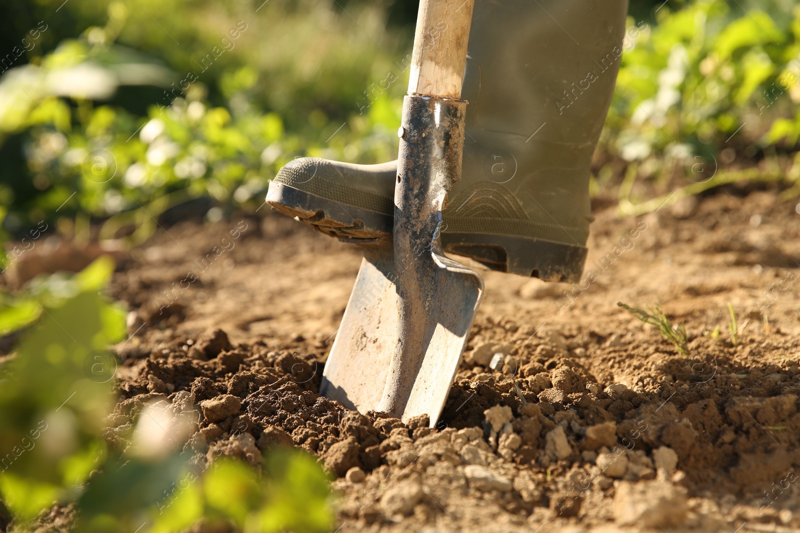 Photo of Farmer digging soil with shovel on sunny day, closeup