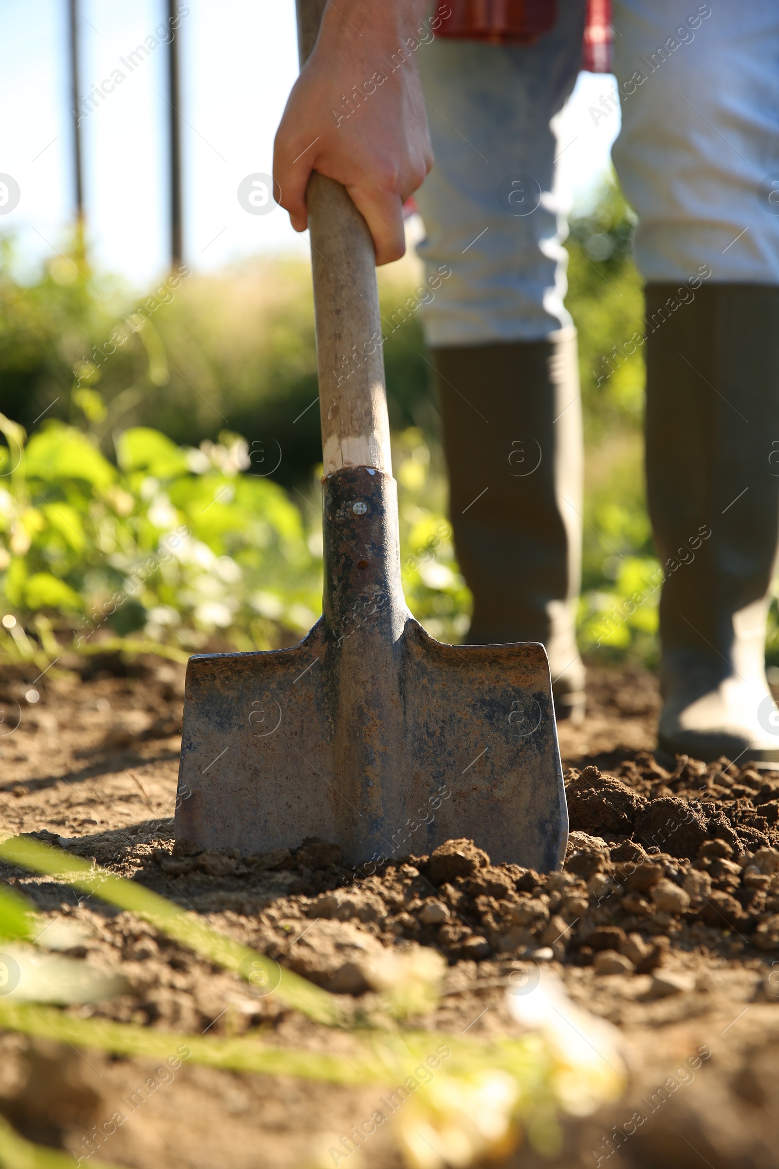 Photo of Farmer digging soil with shovel on sunny day, closeup