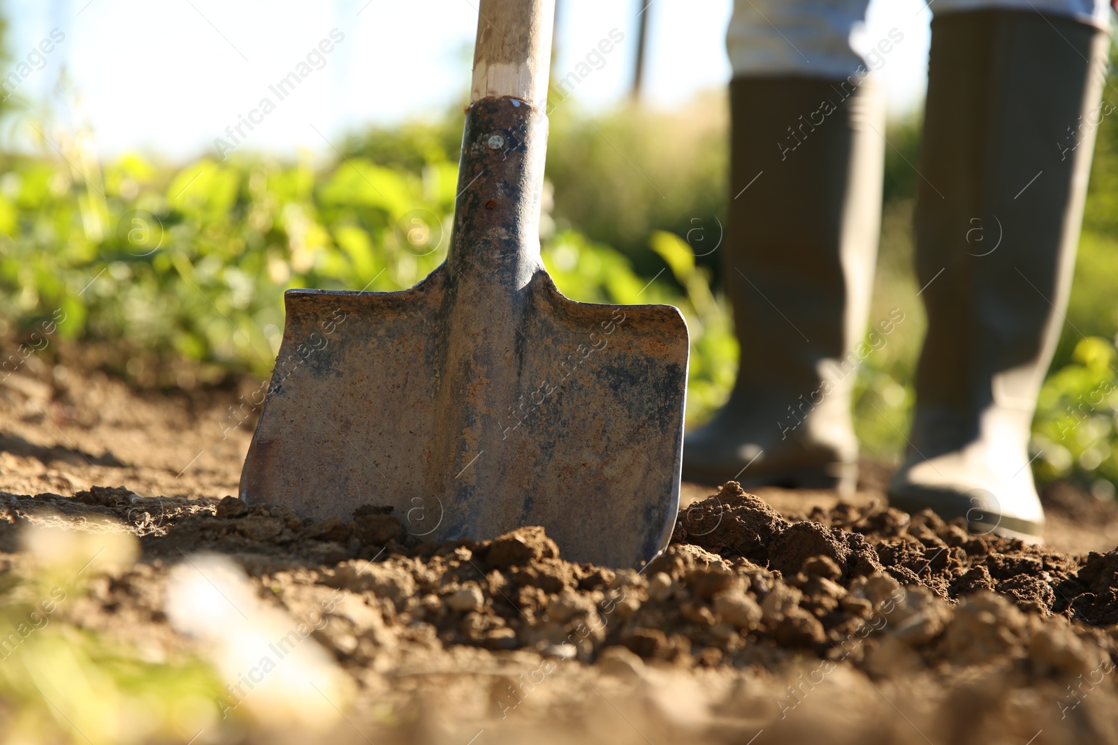 Photo of Farmer digging soil with shovel on sunny day, closeup