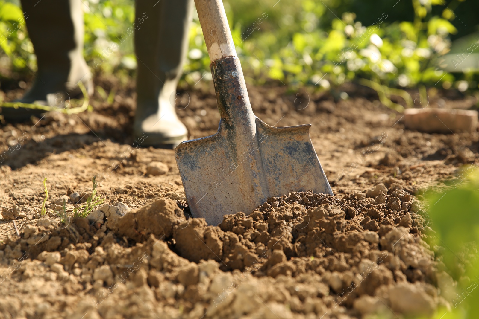 Photo of Farmer digging soil with shovel on sunny day, closeup