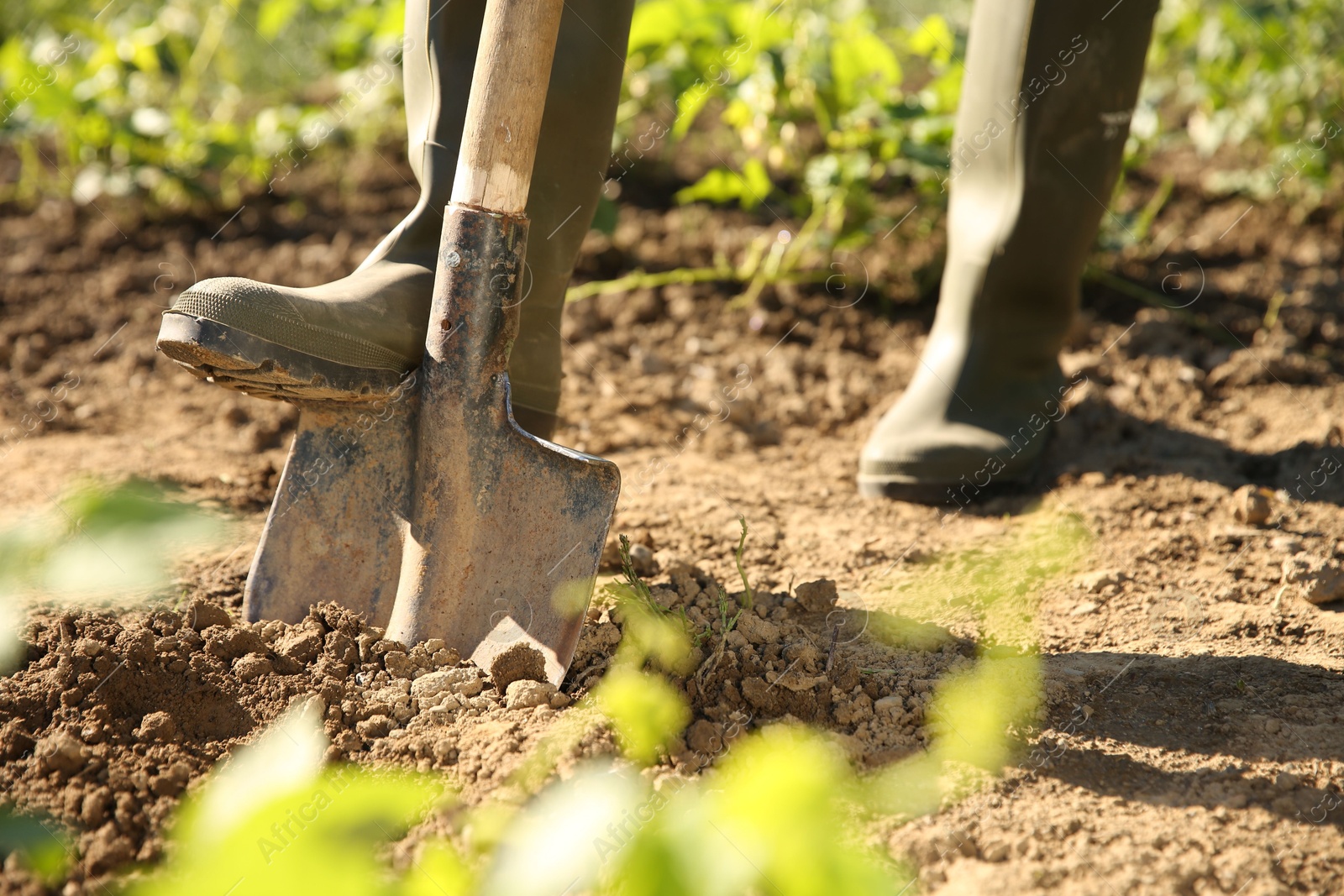 Photo of Farmer digging soil with shovel on sunny day, closeup