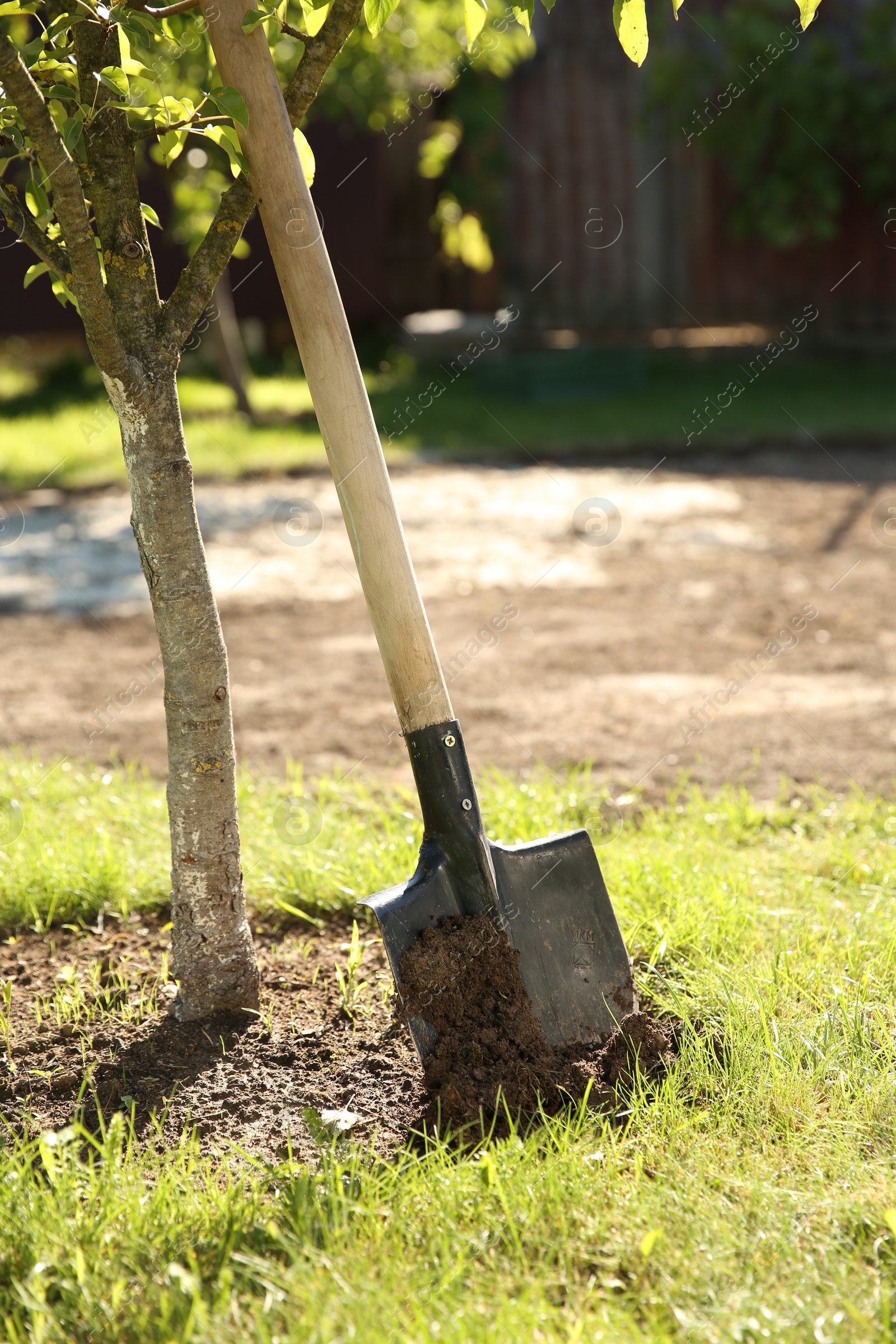 Photo of One shovel and tree on sunny day. Gardening season