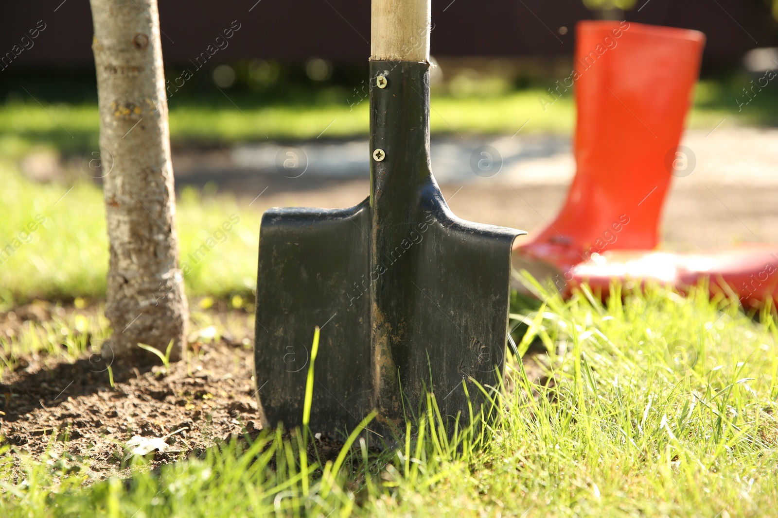 Photo of One shovel sticking out of ground on sunny day. Gardening season