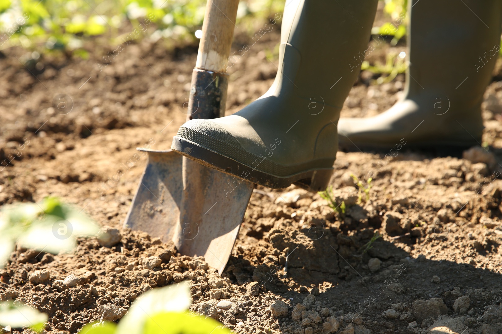 Photo of Farmer digging soil with shovel on sunny day, closeup