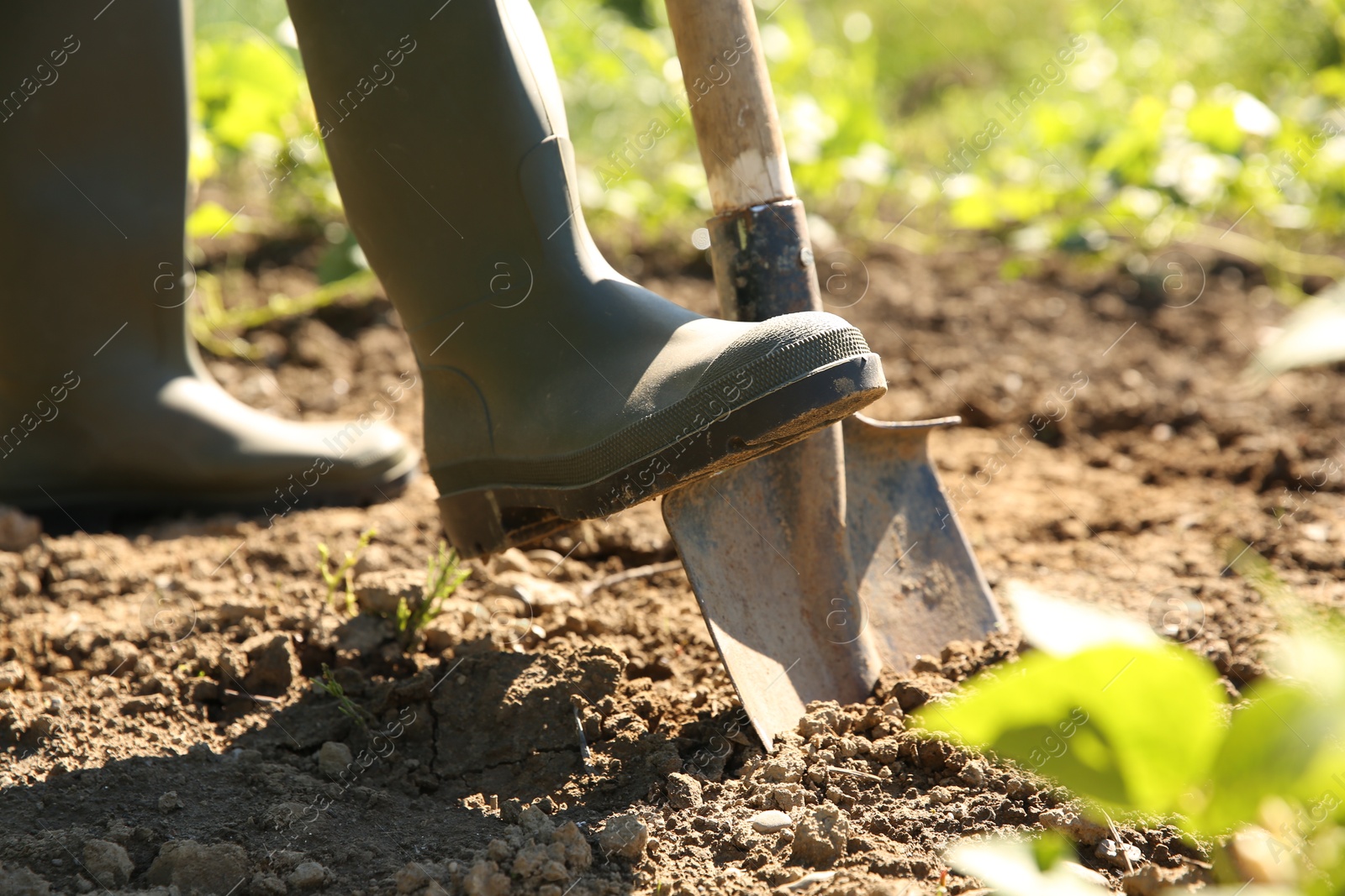 Photo of Farmer digging soil with shovel on sunny day, closeup