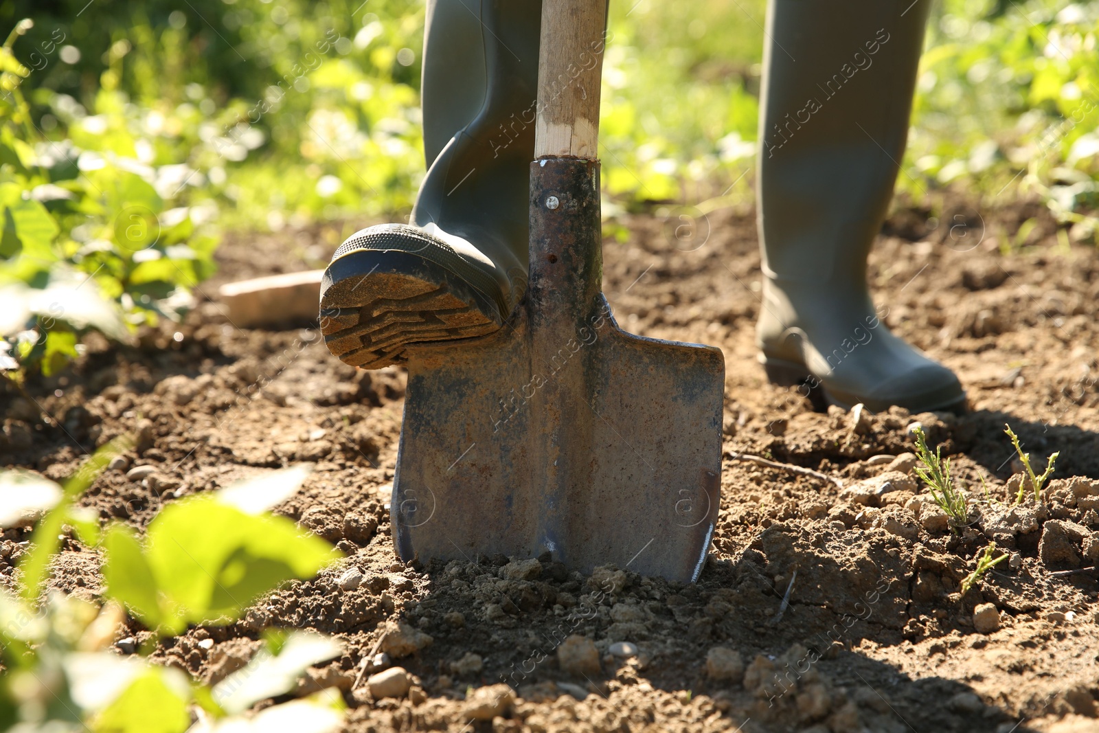 Photo of Farmer digging soil with shovel on sunny day, closeup