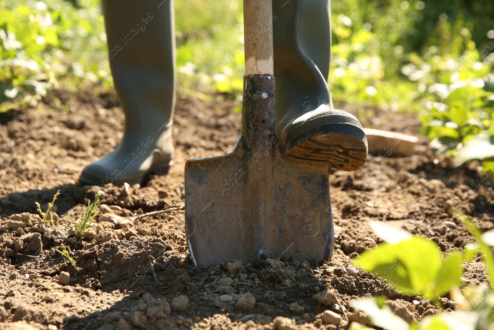 Photo of Farmer digging soil with shovel on sunny day, closeup