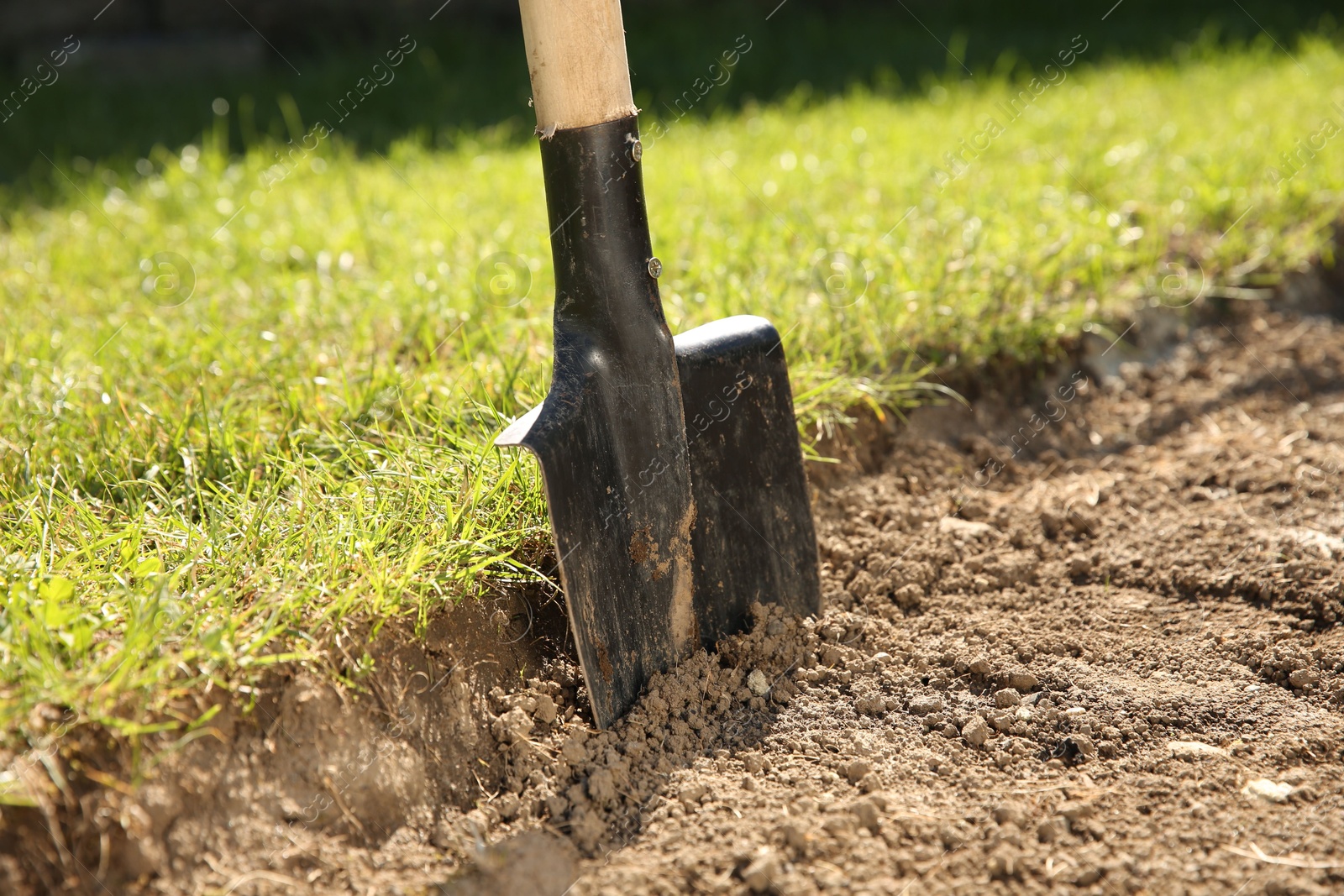 Photo of One shovel sticking out of ground on sunny day. Gardening season