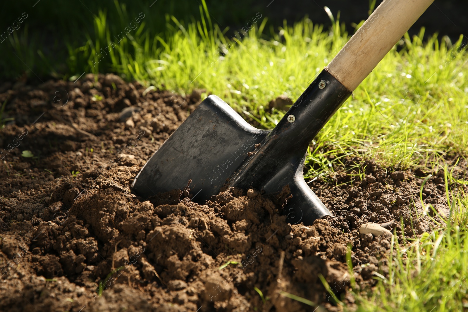 Photo of One shovel sticking out of ground on sunny day, closeup. Gardening season