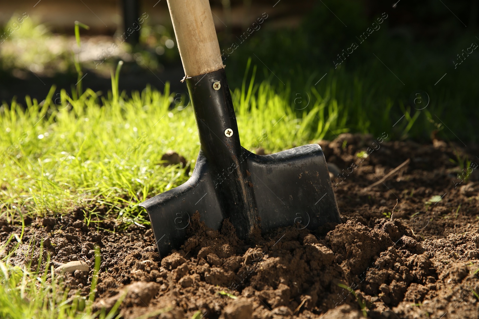 Photo of One shovel sticking out of ground on sunny day, closeup. Gardening season