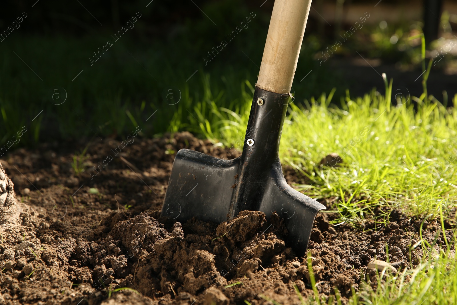 Photo of One shovel sticking out of ground on sunny day, closeup. Gardening season