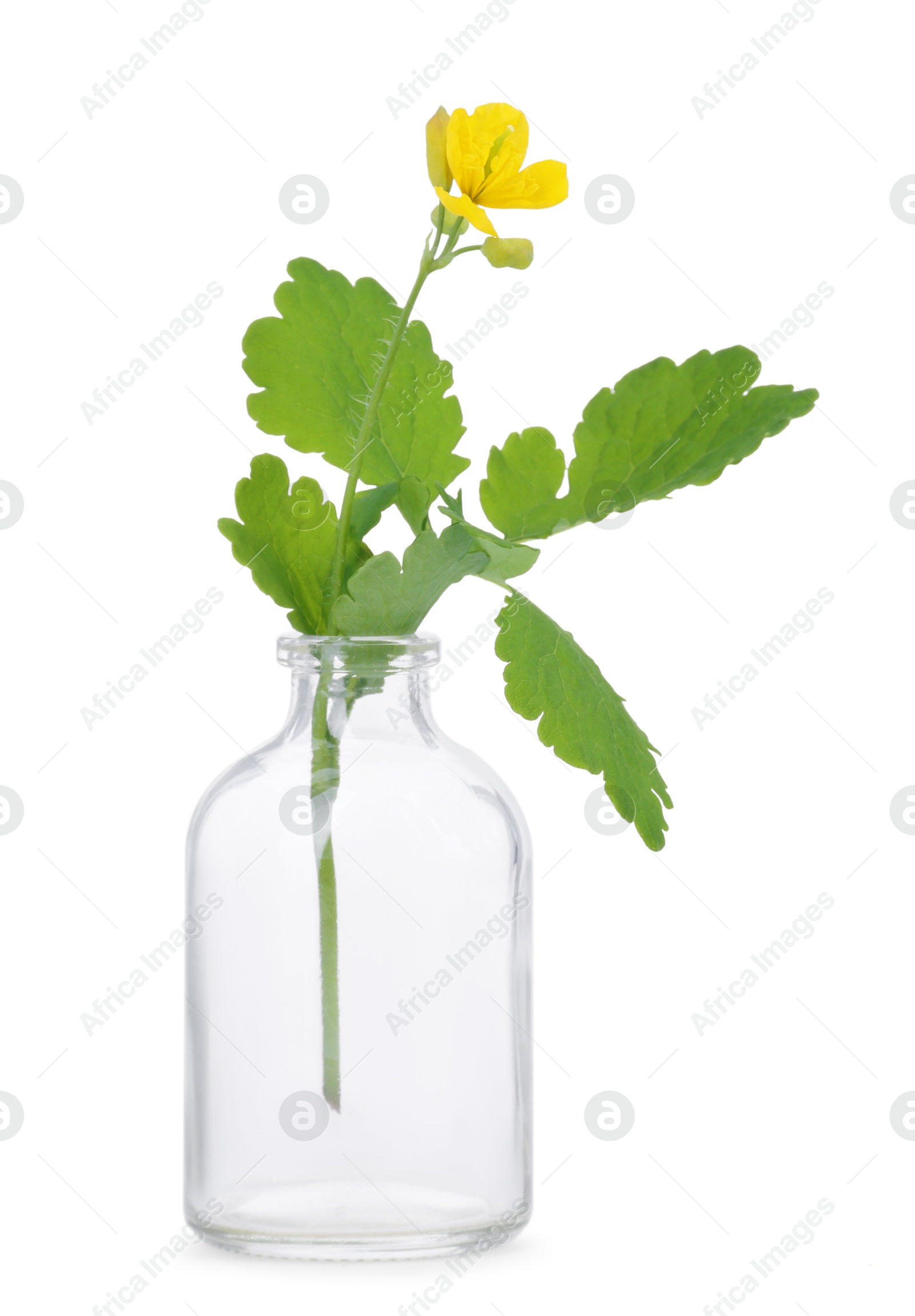 Photo of Celandine flower in glass bottle isolated on white