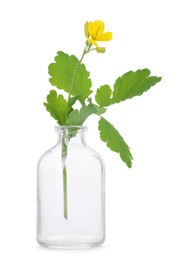 Photo of Celandine flower in glass bottle isolated on white