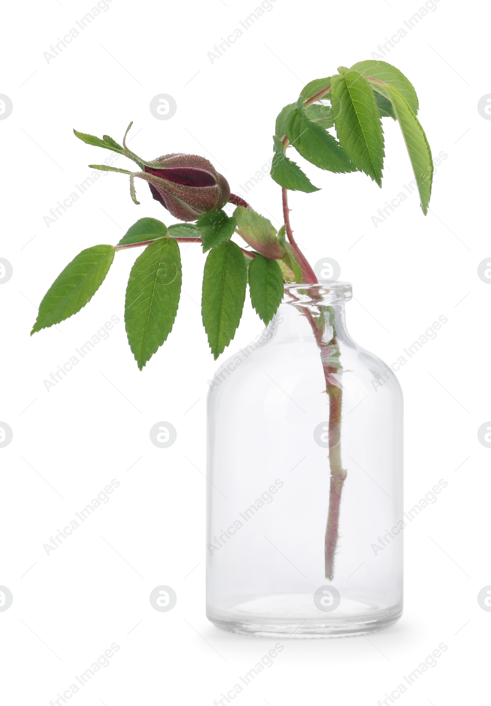 Photo of Beautiful rose in glass bottle isolated on white