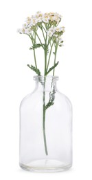 Photo of Yarrow flowers in glass bottle isolated on white
