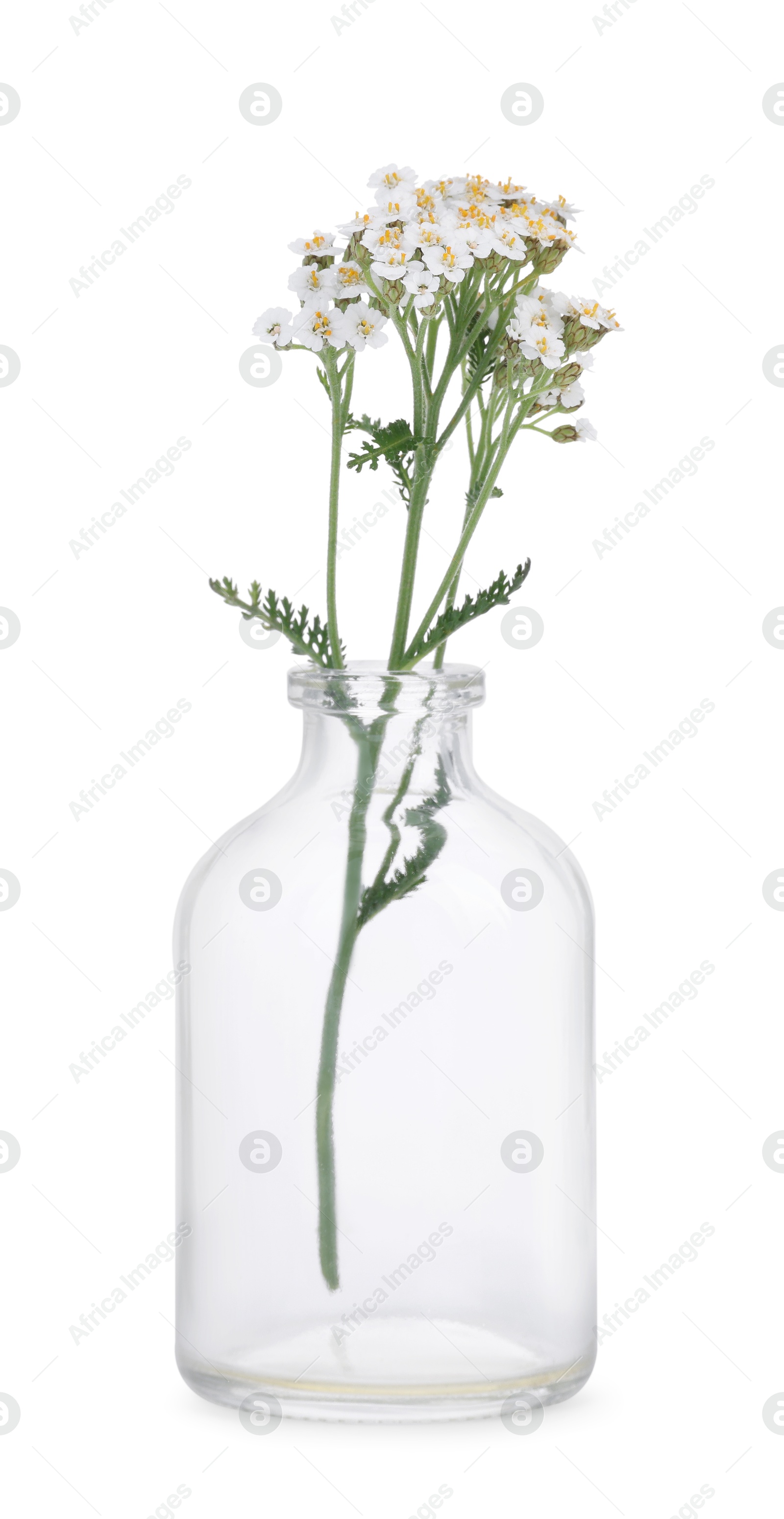 Photo of Yarrow flowers in glass bottle isolated on white