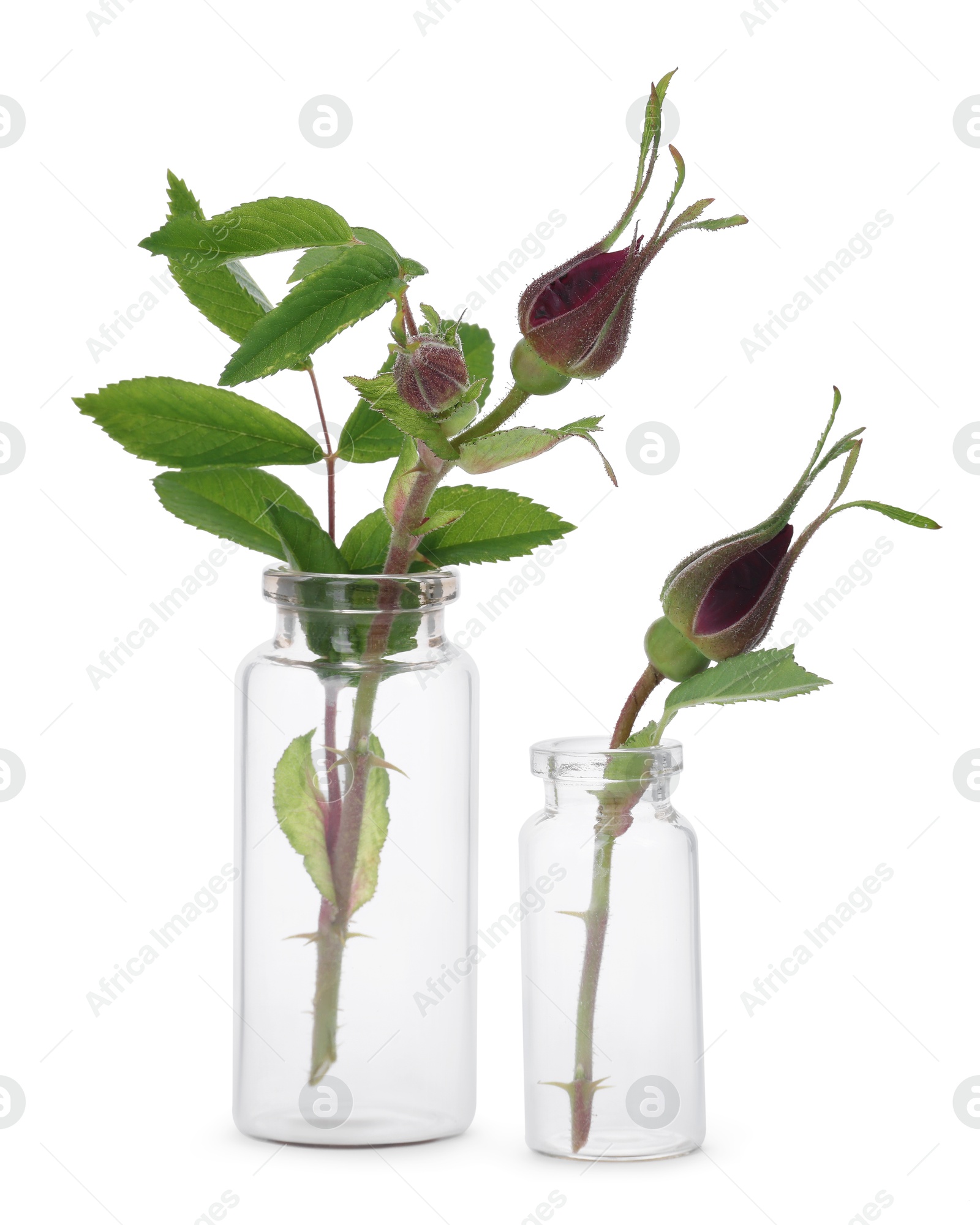 Photo of Beautiful roses in glass bottles isolated on white