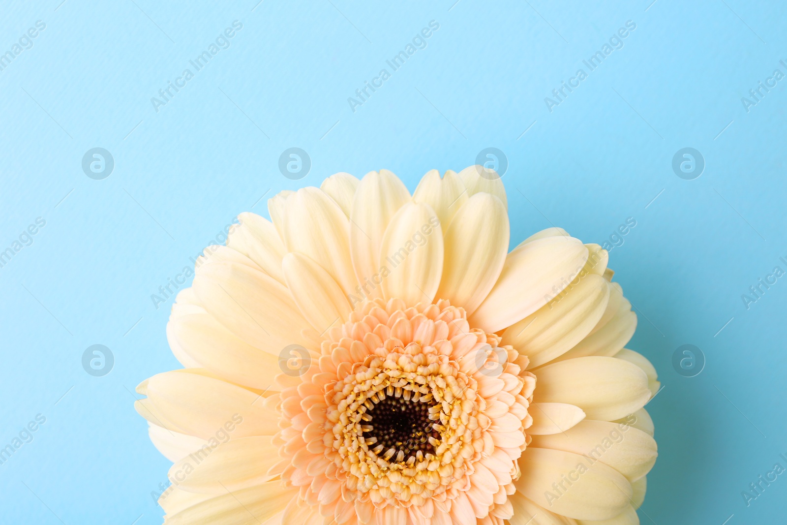 Photo of One beautiful tender gerbera flower on light blue background, top view