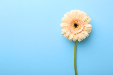 Photo of One beautiful tender gerbera flower on light blue background, top view. Space for text