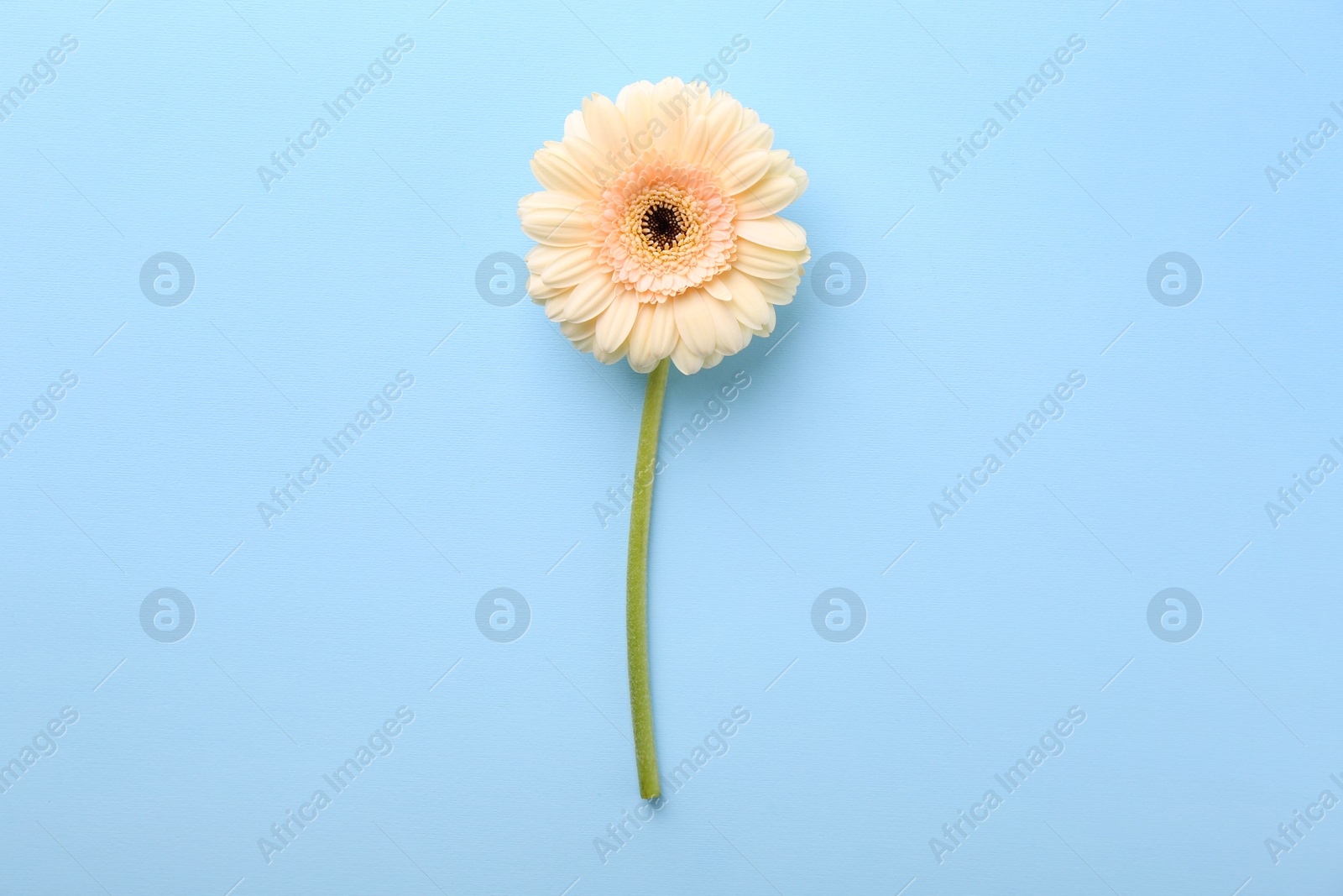 Photo of One beautiful tender gerbera flower on light blue background, top view