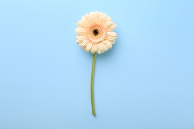 Photo of One beautiful tender gerbera flower on light blue background, top view