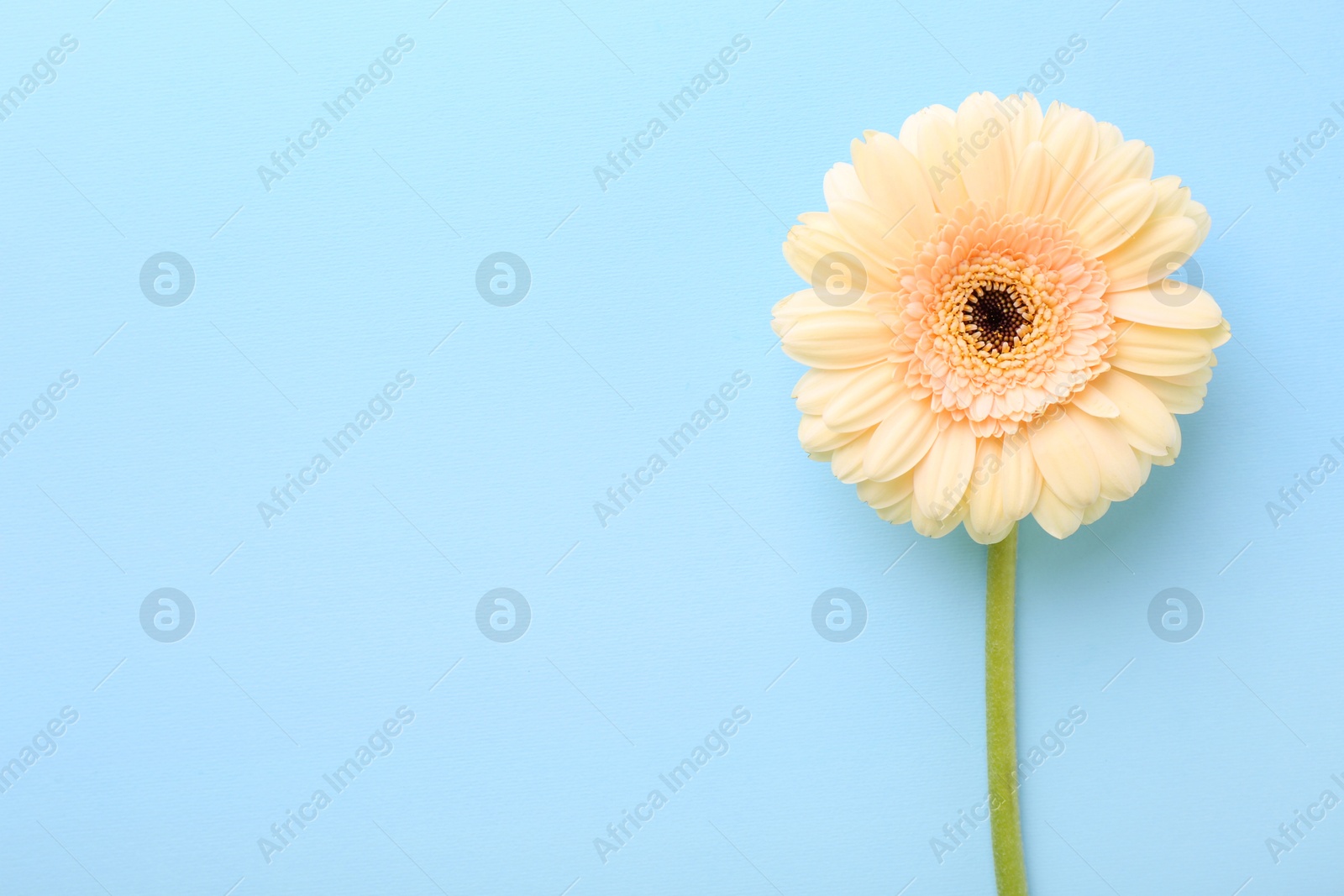 Photo of One beautiful tender gerbera flower on light blue background, top view. Space for text