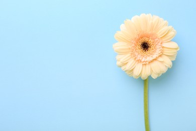 Photo of One beautiful tender gerbera flower on light blue background, top view. Space for text