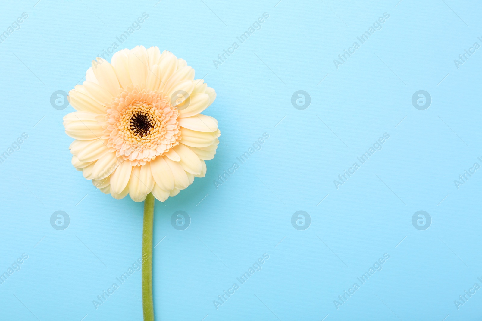 Photo of One beautiful tender gerbera flower on light blue background, top view. Space for text