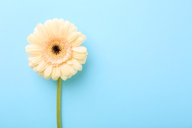 One beautiful tender gerbera flower on light blue background, top view. Space for text