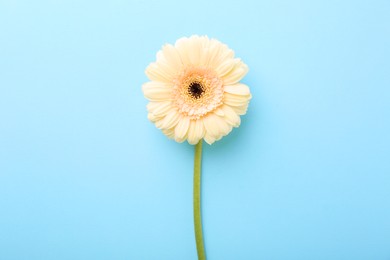 Photo of One beautiful tender gerbera flower on light blue background, top view