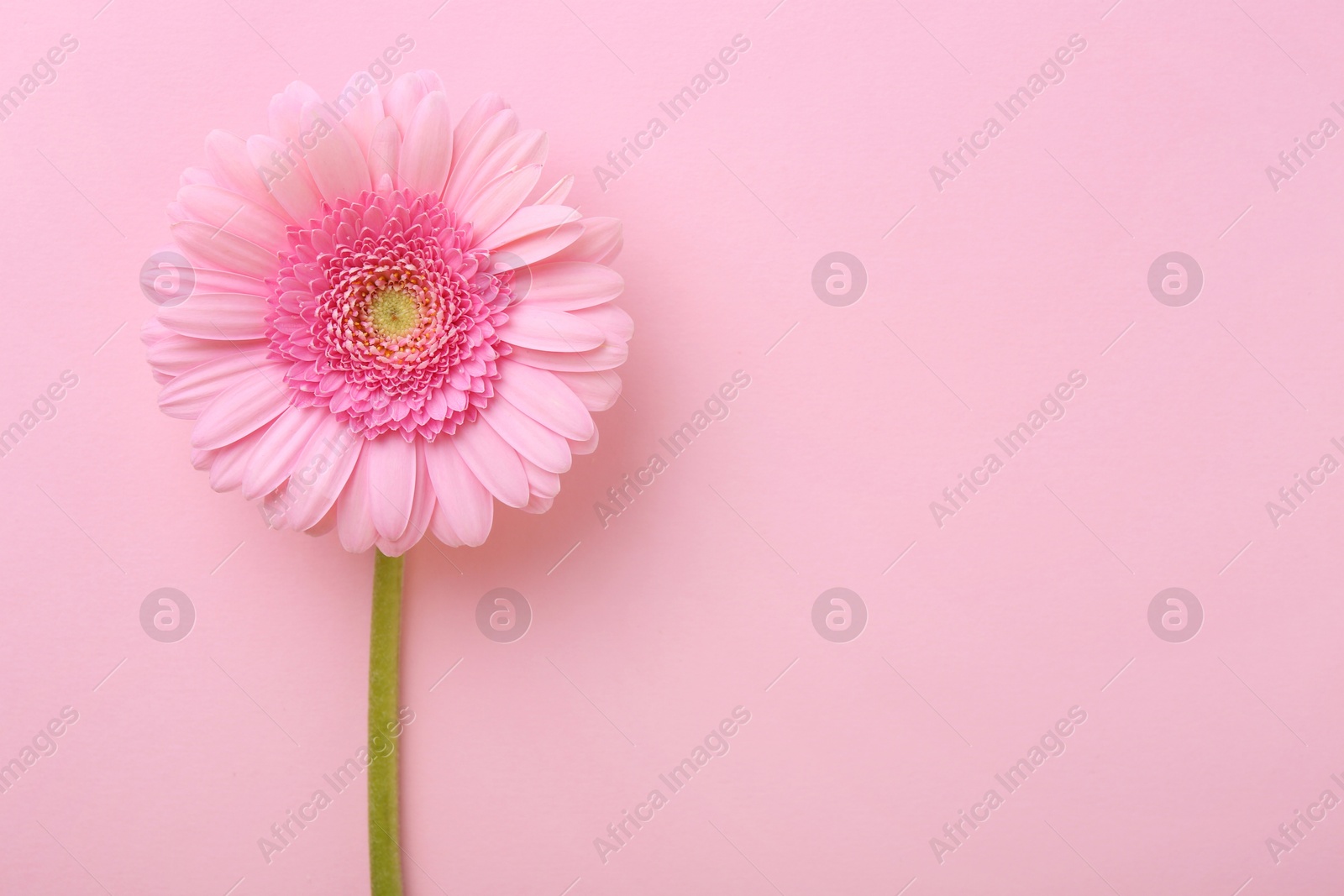 Photo of One beautiful tender gerbera flower on pink background, top view. Space for text