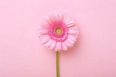 One beautiful tender gerbera flower on pink background, top view