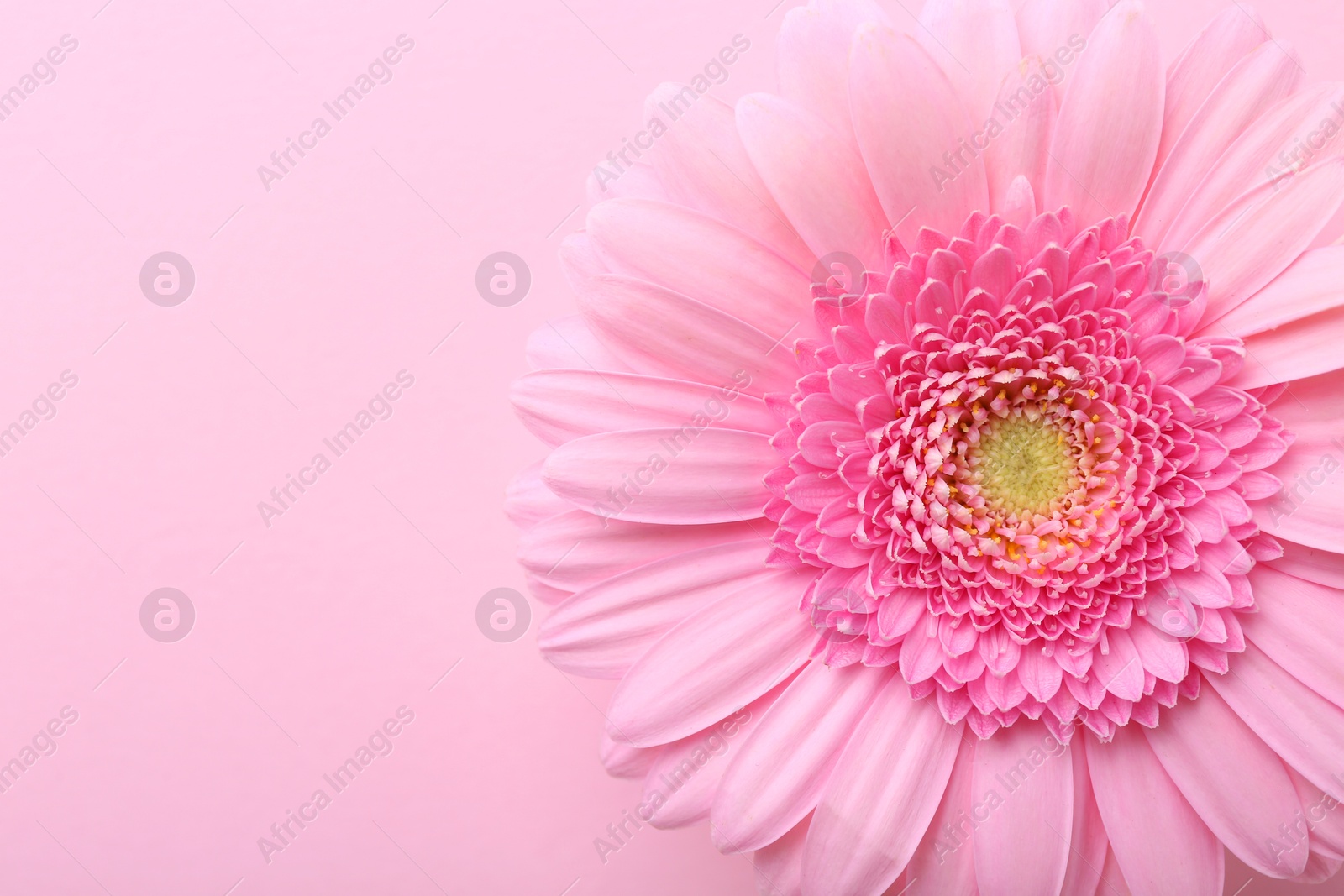 Photo of One beautiful tender gerbera flower on pink background, top view. Space for text