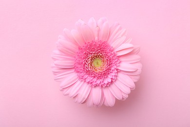 Photo of One beautiful tender gerbera flower on pink background, top view