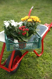 Wheelbarrow with crate of different beautiful flowers on green grass outdoors